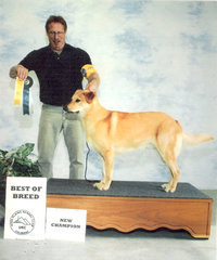 Best Of Breed, New Champion