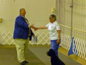 Portuguese Water Dog Molly Brown Qualifies in Utility A for another UD Leg