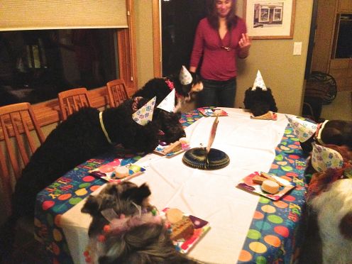 Our dogs don't beg at the table, they eat at the table!