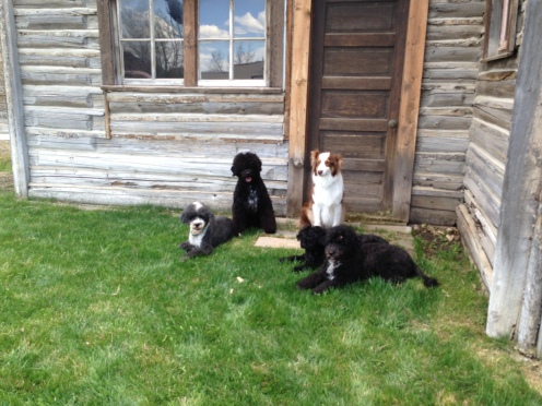 Portuguese Water Dogs Shrimp, Frigate, Ferry, and Yacht with Australian Shepherd Milo in Medicine Bow, WY