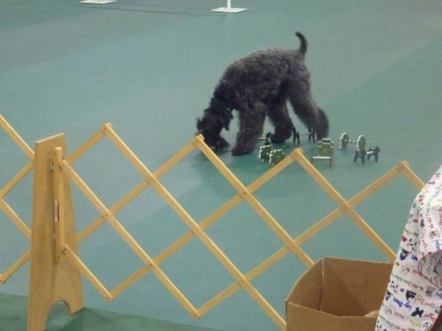 Ann Chinnock's Kerry Blue Terrier doing Scent Discrimination